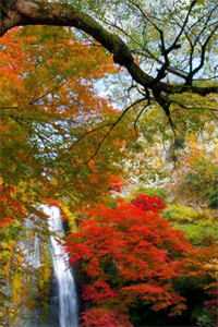 挺孕肚随军，肥妻惊艳家属院小说免费阅读全文