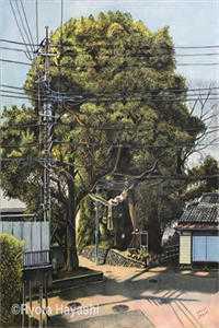 双飞燕朝如寒，伤离别东风怨在线阅读