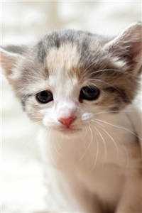 沉溺混沌，他是救赎也是枷锁后续+完结