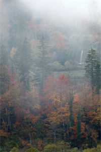 妈妈错信双胞胎姐姐心声后，我选择不出生了连载