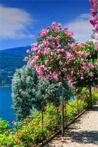 嫁业界大佬后，她夜夜求饶全文阅读最新